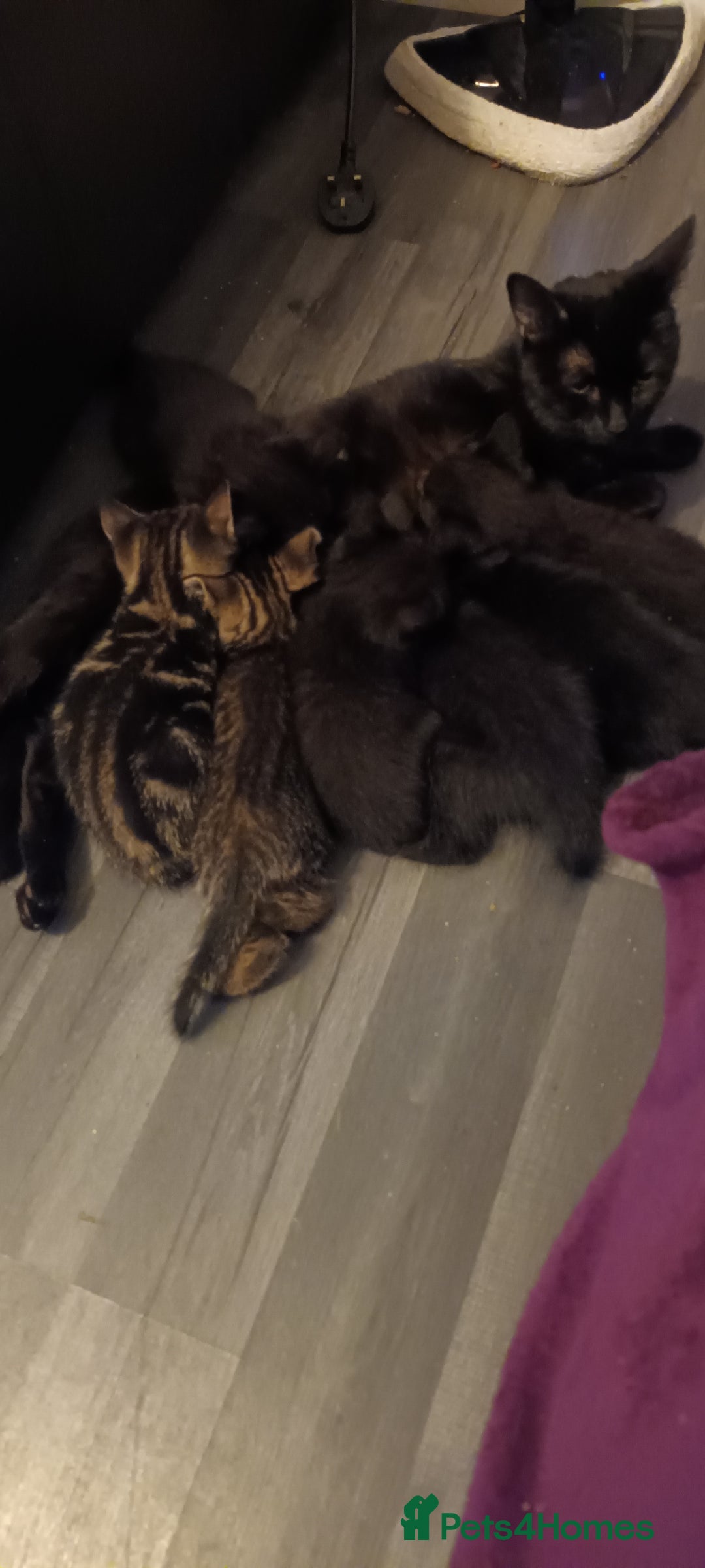 British Shorthair cats for sale: British shorthair/black ghost tabbys - Image 6