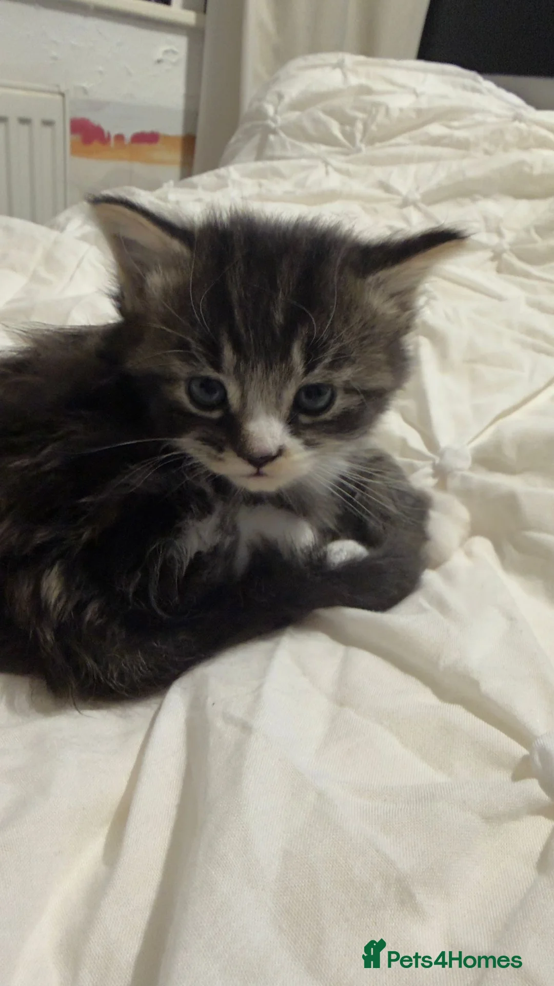Maine Coon cats for sale: Outstanding Maine coon kittens! - Advert 7