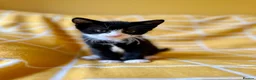 Mixed Breed cats for sale: Gorgeous black & white bold and brave girl (Toto) - Advert 8