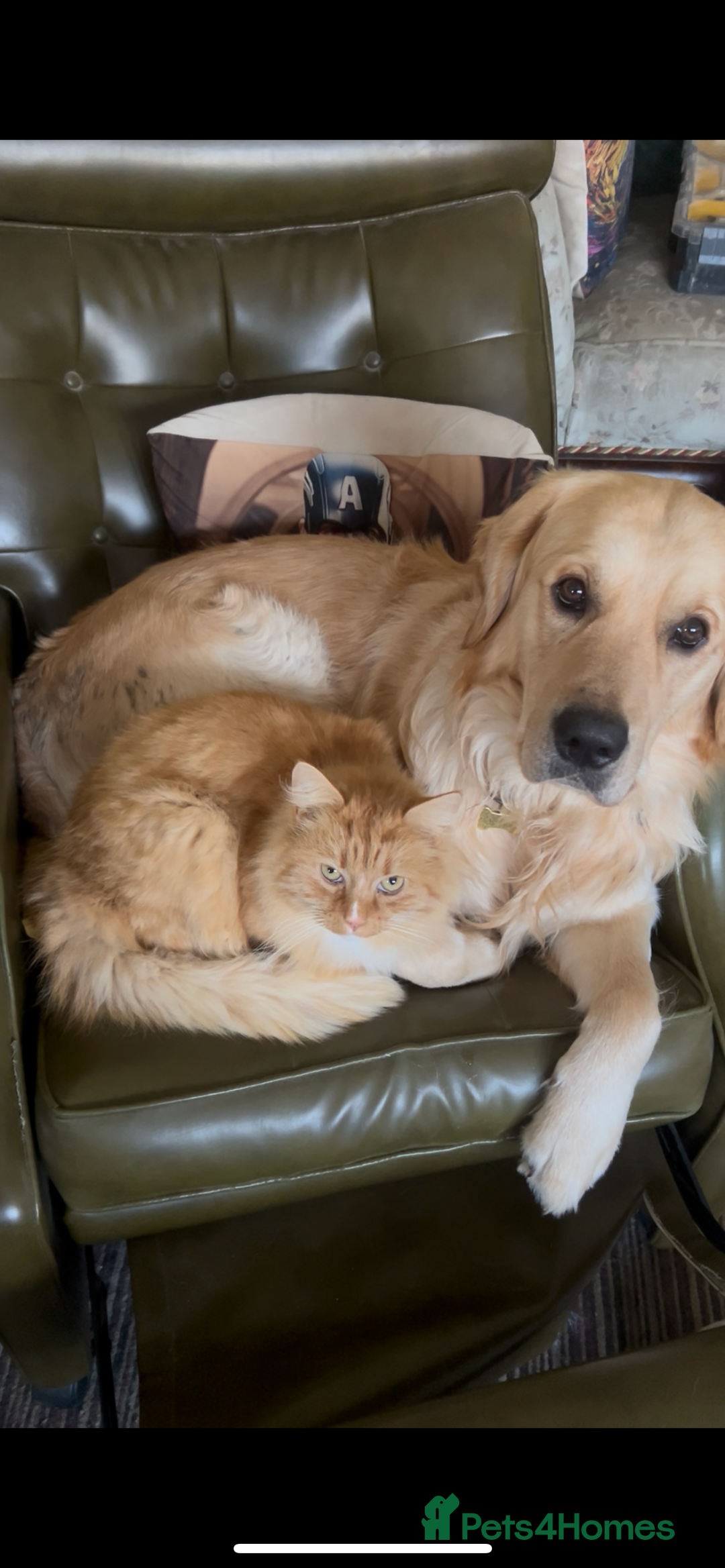 Golden Retriever dogs for sale: Pure breed, show line, ready 23/12/25  - Advert 4