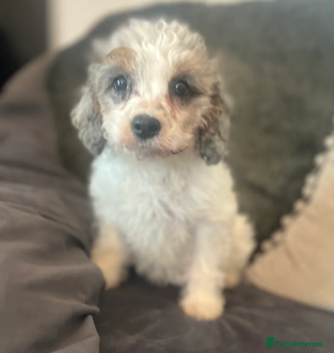 Cavapoo dogs for sale: Rare Merle female puppy - Advert 2