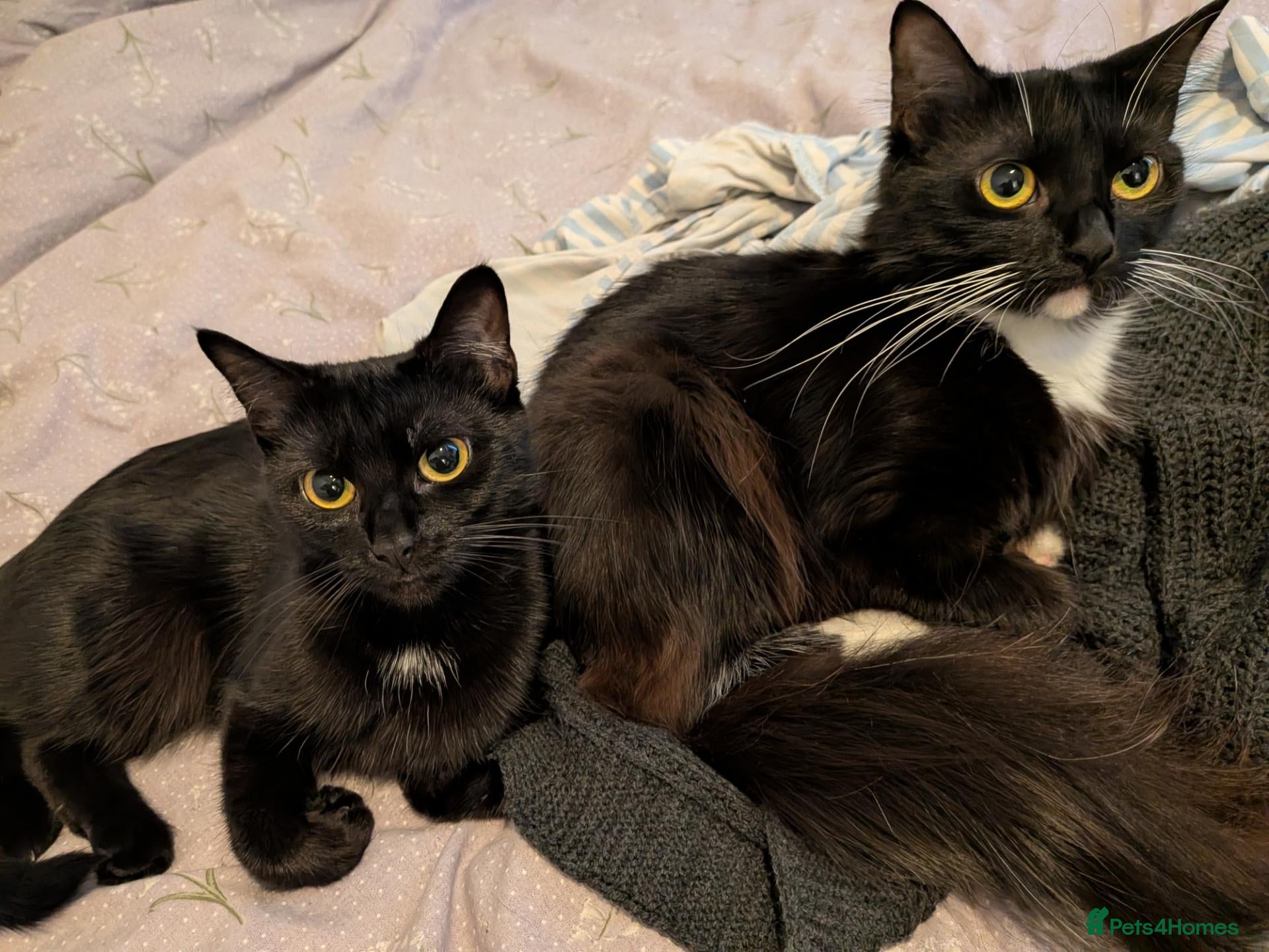 Mixed Breed cats Two female cats, together or seperate - Advert 1