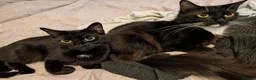 Mixed Breed cats for sale: Two female cats, together or seperate - Advert 1