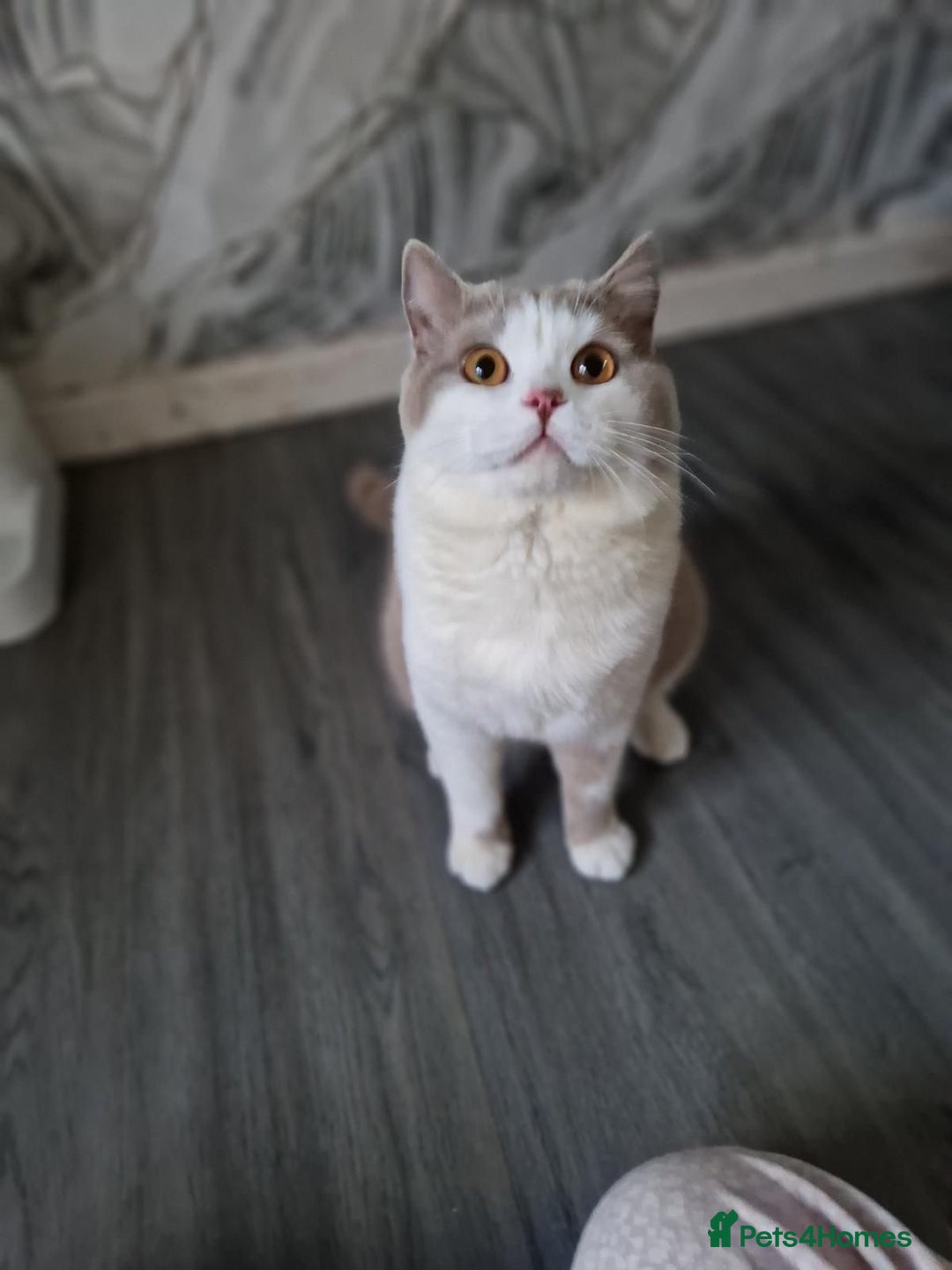 British Shorthair cats for stud: STUD BRITISH SHORTHAIRS - Advert 10