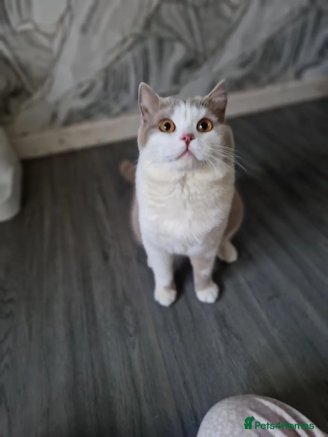 British Shorthair cats for stud: 2 BSH FOR STUD CH LILAC BI COLOUR AND BLUE POINT  - Advert 10