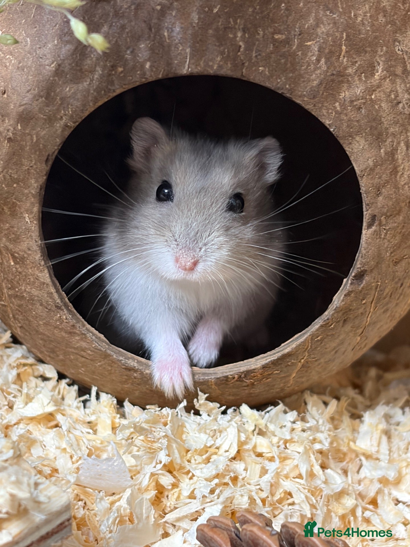Hamster rodents Female Russian dwarf hamster to be rehomed  - Advert 1