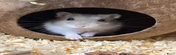 Hamster rodents for sale: Female Russian dwarf hamster to be rehomed  in Nuneaton - Advert 1