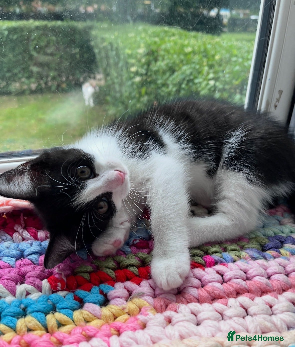 Mixed Breed cats Beautiful kittens  - Advert 1