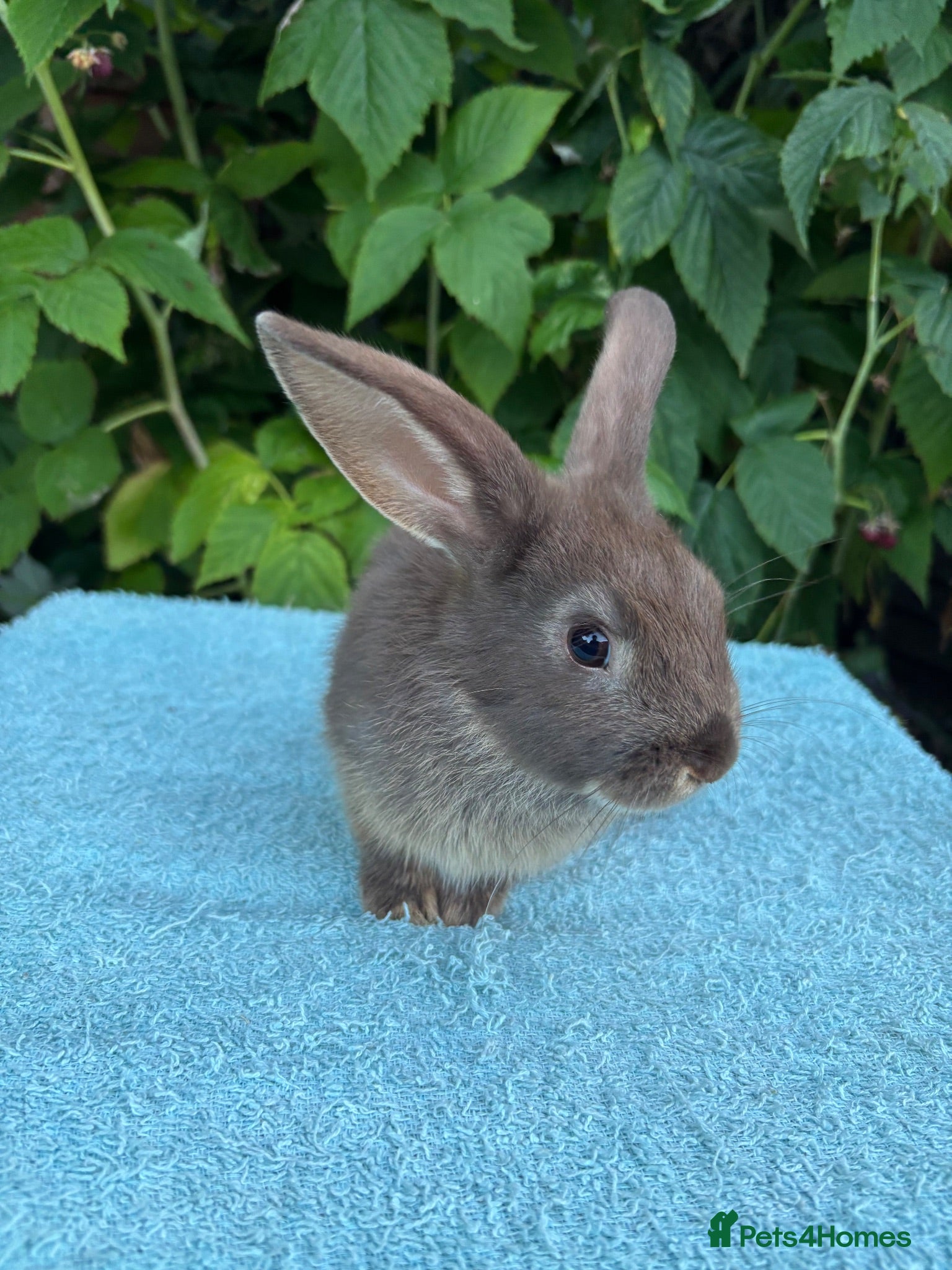 Mini Lop rabbits Female chocolate otter / black self cross - Advert 2