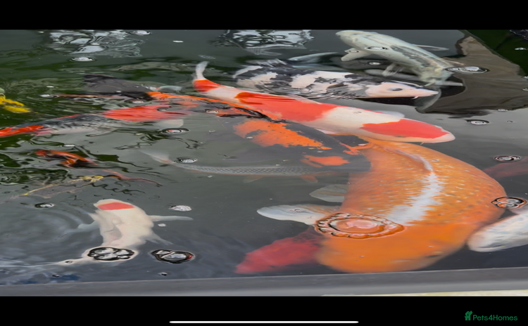 Koi Carp fish - Advert 4