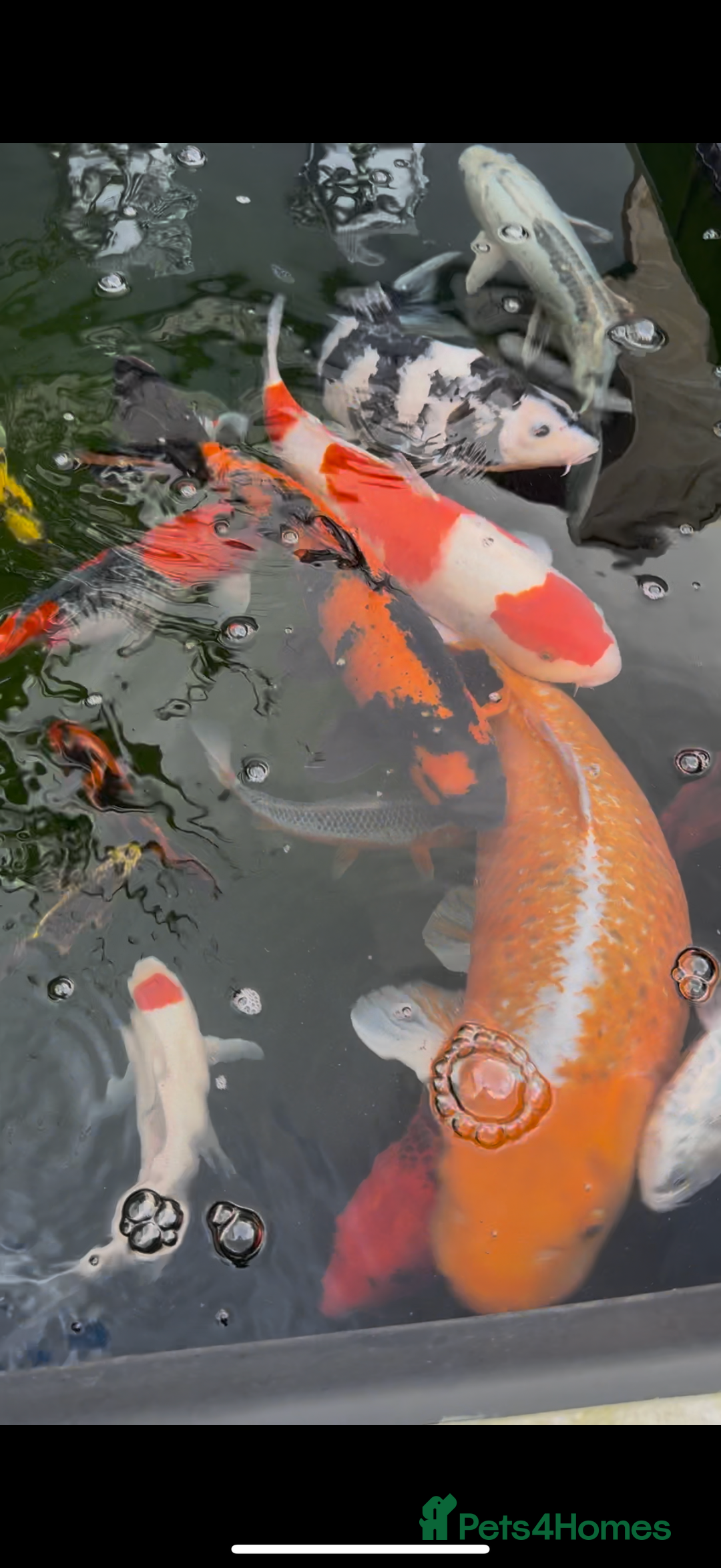 Koi Carp fish for sale: Koi carp  - Image 1