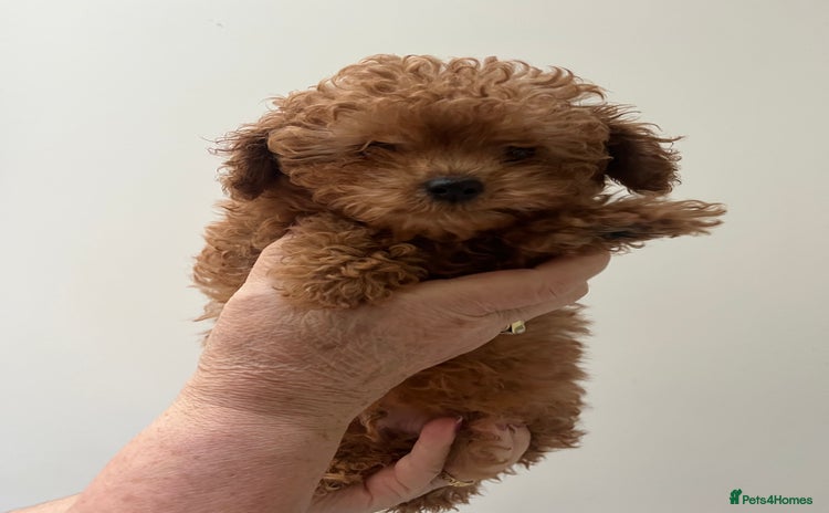 Toy Poodle dogs Stunning red asian/toy poodle puppies 🧸  - Advert 13