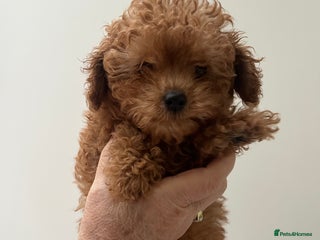 Toy Poodle dogs Stunning red asian/toy poodle puppies 🧸 - Advert 8