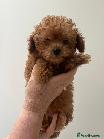 Toy Poodle dogs Stunning red asian/toy poodle puppies 🧸 - Advert 2