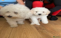 Bichon Frise dogs for sale: Bichon frise puppies 2 boys 1 girl - Image 9