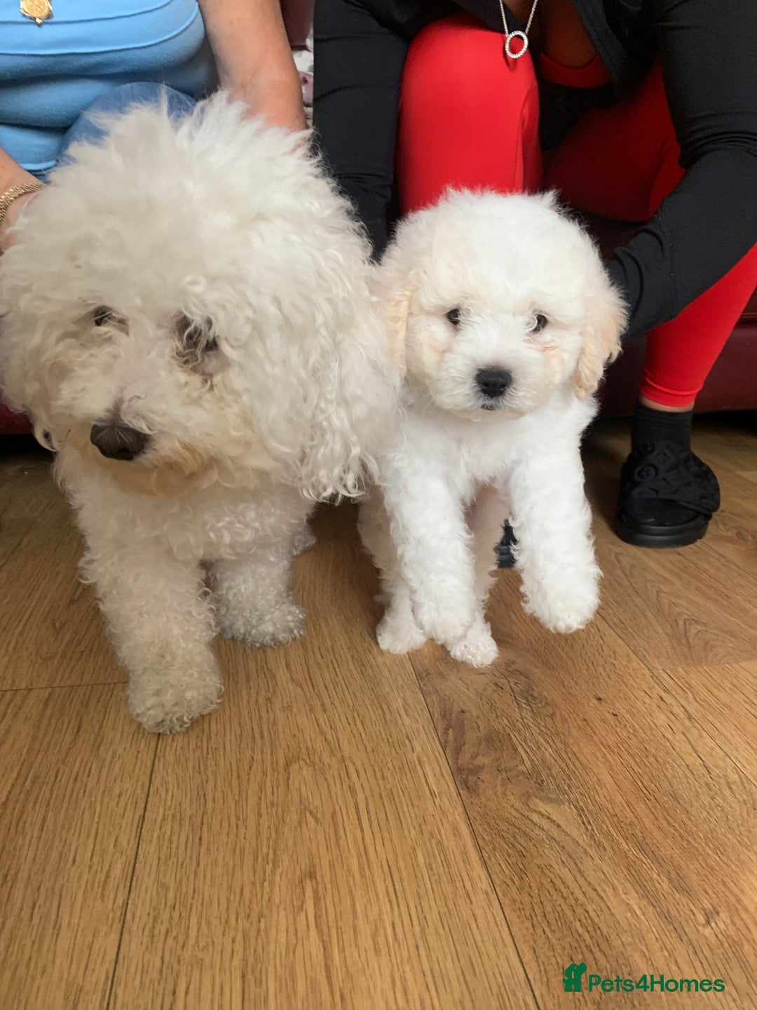Bichon Frise dogs for sale: Bichon frise puppies 2 boys 1 girl - Image 9