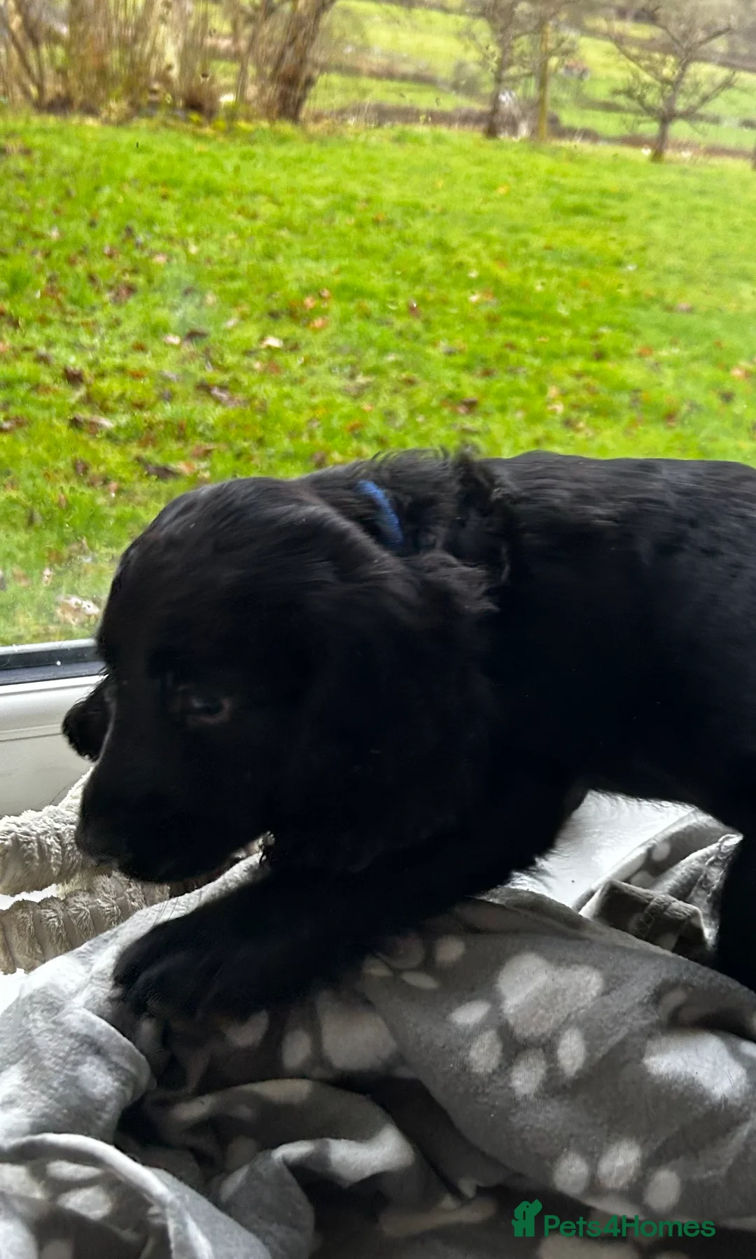 Cocker Spaniel dogs for sale: ✨ Cuddles Await from our Cocker Spaniel Pups  - Advert 18