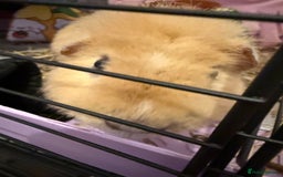 Guinea Pig rodents for sale: Adult boar needing home - Image 3