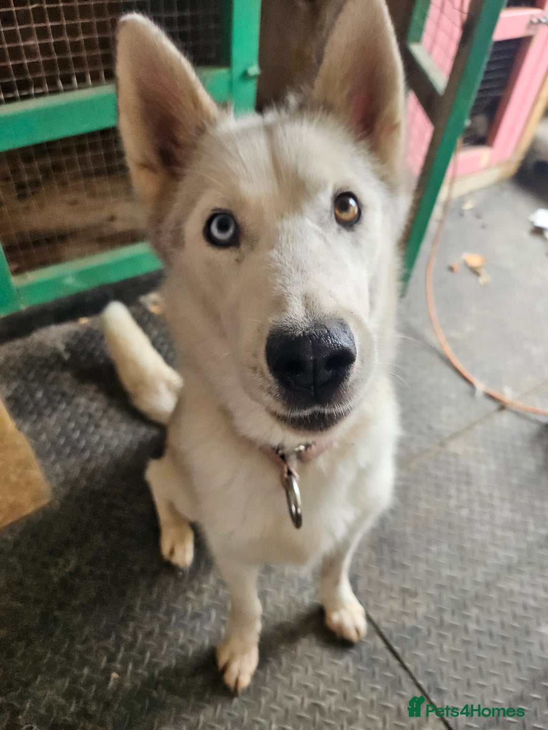 Siberian Husky dogs for sale: Niamh - Image 2