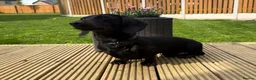Miniature Dachshund dogs for stud: 🖤🌟𝐖𝐀𝐋𝐓𝐄𝐑🌟🖤 - Advert 11