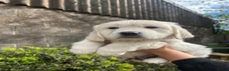 Golden Retriever dogs for sale: Lovely litter of Golden Retrievers  - Advert 4