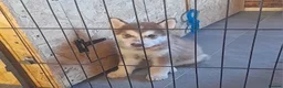 Alaskan Malamute dogs for sale: Alaskan Malamute  - Advert 4