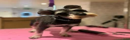 Miniature Schnauzer dogs for sale: 🩷🩷Beautiful Mia🩷🩷 - Advert 2