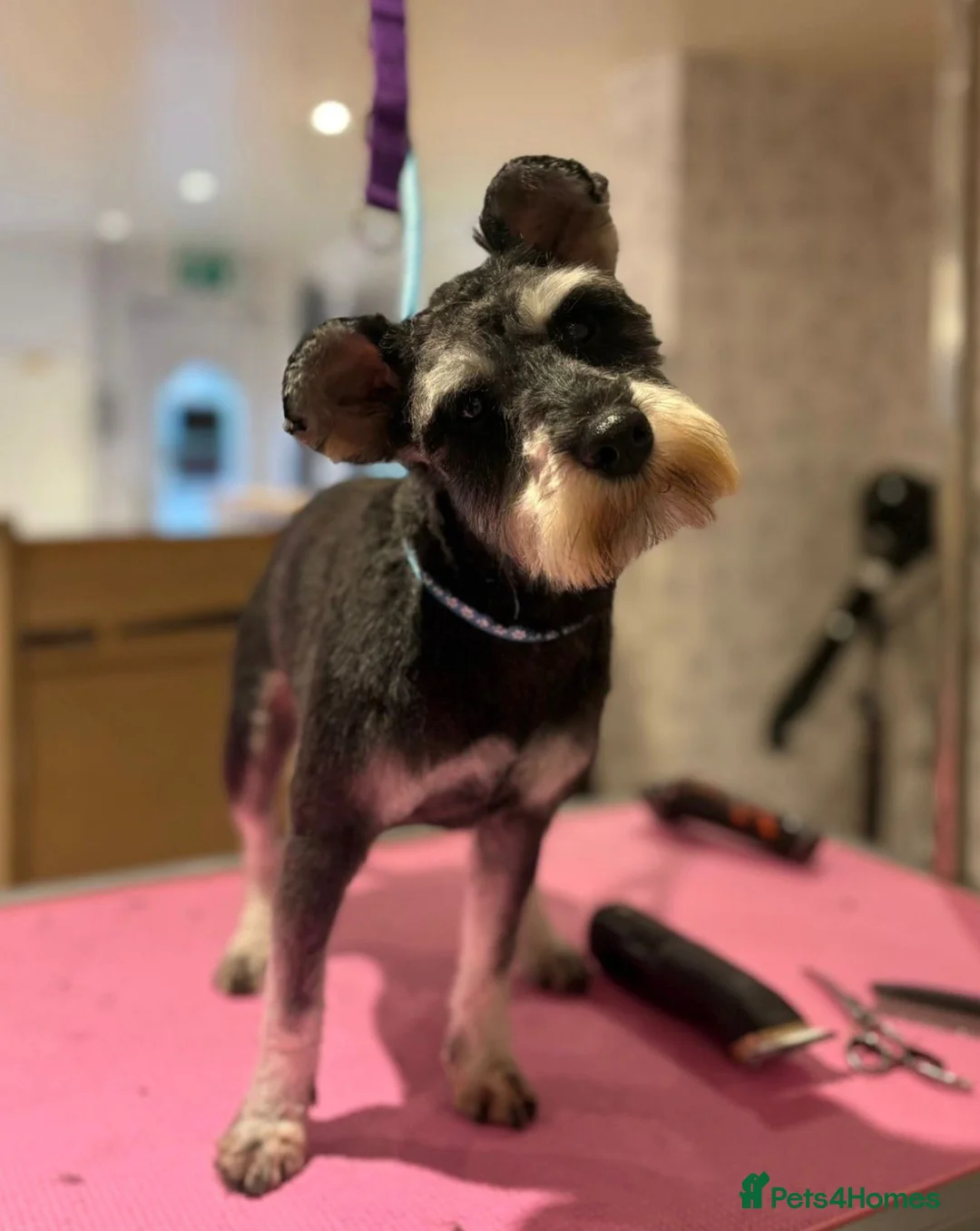 Miniature Schnauzer dogs for sale: 🩷🩷Beautiful Mia🩷🩷 - Advert 2