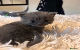 British Shorthair cats for sale: Pedigree British shorthair kittens - Image 15