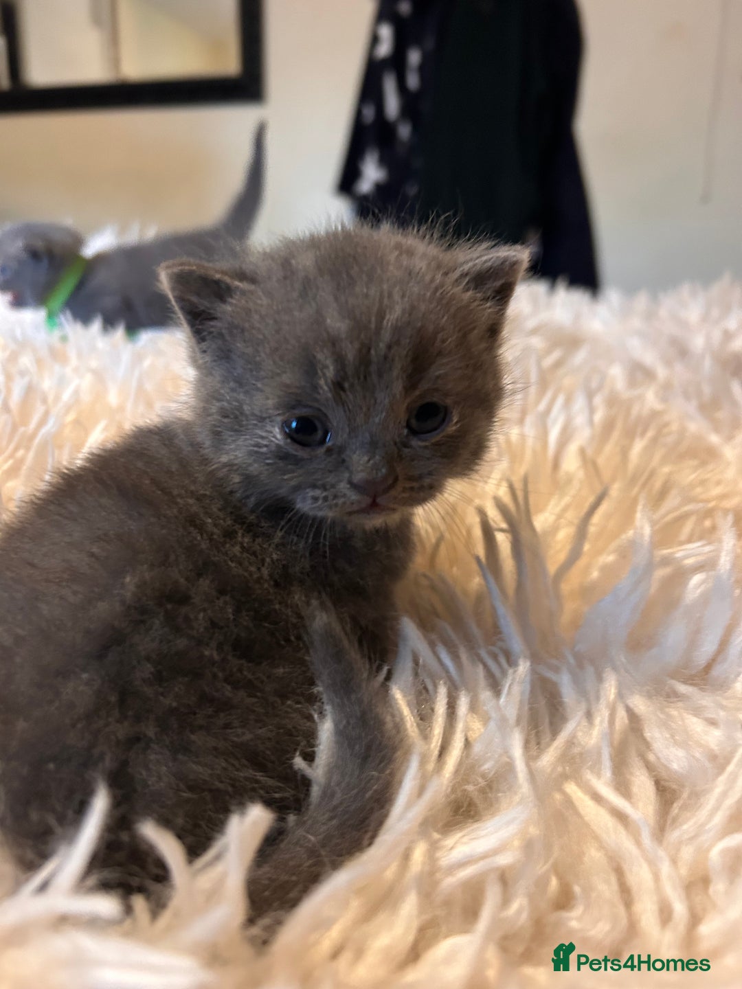 British Shorthair cats for sale: Pedigree British shorthair kittens - Image 15