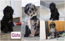 Cavapoo dogs for sale: Beautiful Cavapoochons for sale  - Image 5