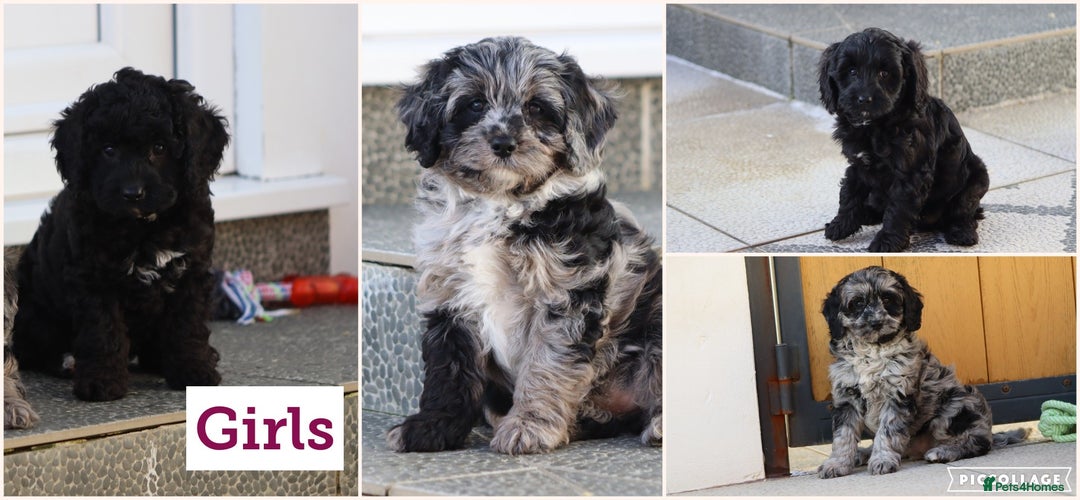 Cavapoo dogs for sale: Beautiful Cavapoochons for sale  - Image 5