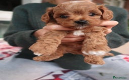 Cockapoo dogs for sale: Very unique Asian Toy Cockerpoos - Image 19