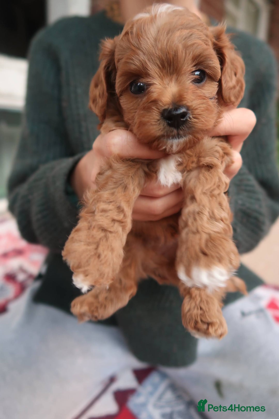Cockapoo dogs for sale: Very unique Asian Toy Cockerpoos - Image 19
