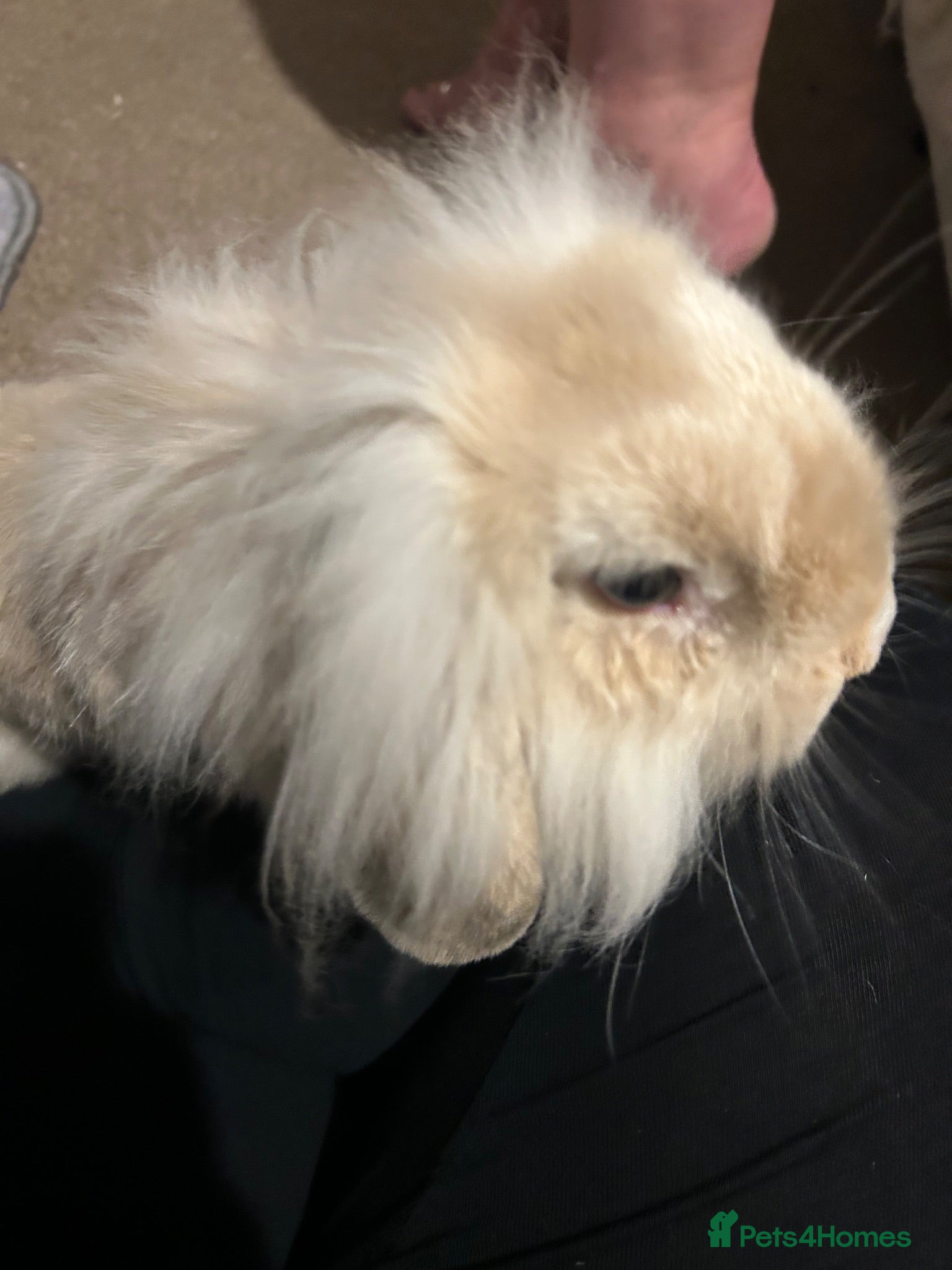Mini Lion Lop rabbits Beautiful baby bunnies  - Advert 12