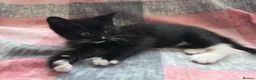 Mixed Breed cats for sale: Adorable Kittens Looking for Loving Homes  - Advert 6