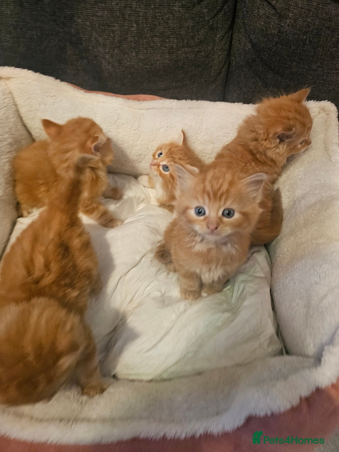 Maine Coon cats for sale: Maine Coone  - Image 7