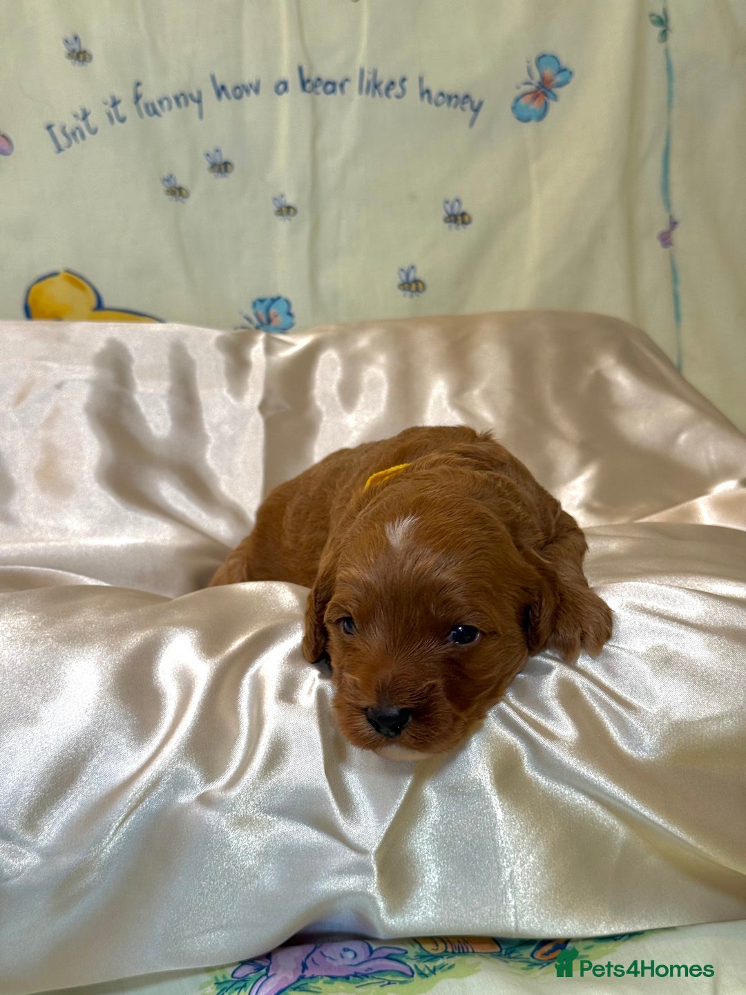Cavapoo dogs for sale: 6 Cute Cavapoo puppies 6 - ready for homes in feb  - Advert 29