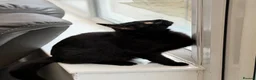 Bombay cats for sale: One year old beautiful Luna  in Rugby - Advert 5