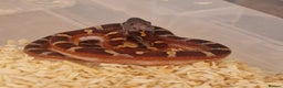 Corn Snake reptiles for sale: Corn snakes from £25, prices in description  - Advert 2