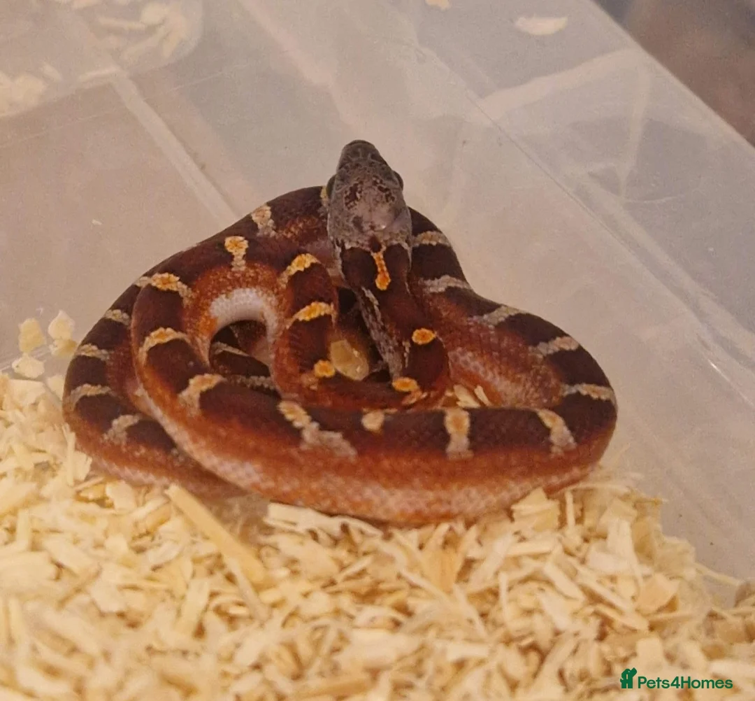 Corn Snake reptiles for sale: Corn snakes from £30, prices in description  - Advert 1