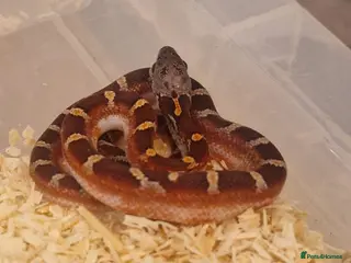 Corn Snake reptiles Corn snakes from £30, prices in description - Advert 13