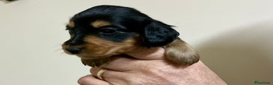 Miniature Dachshund Puppy 8 black & tan boy 