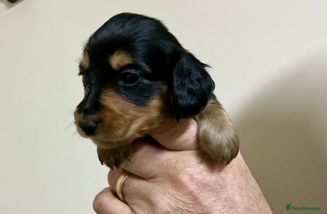 Miniature Dachshund dogs for sale: KC reg mini longhaired dachshund pups - Advert 30