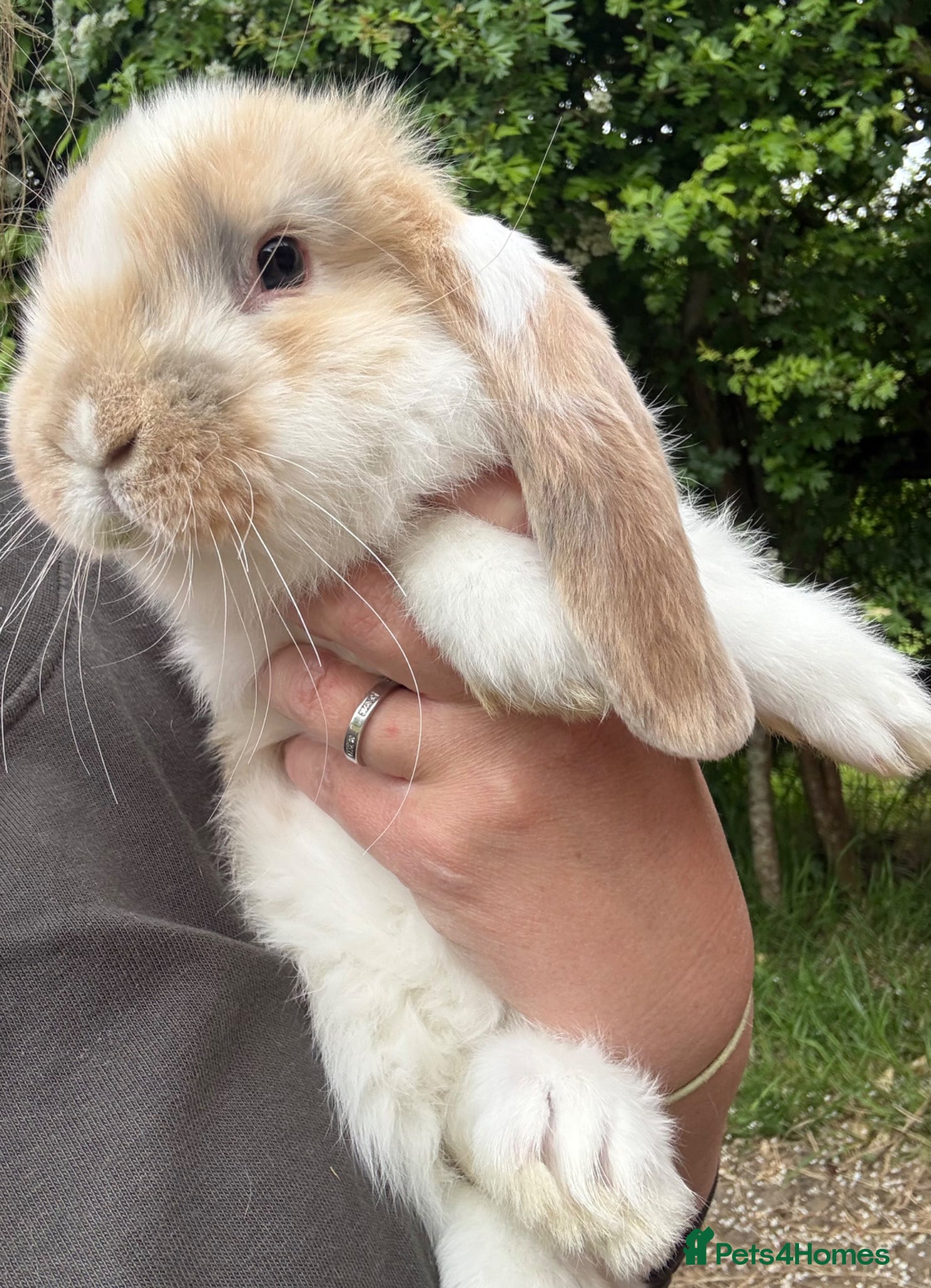 French Lop rabbits Stunning pure bred French lop babies  - Advert 2