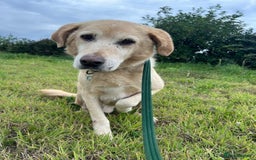 Labrador Retriever dogs for adoption: Rupert - Norwich Norfolk  - Image 5