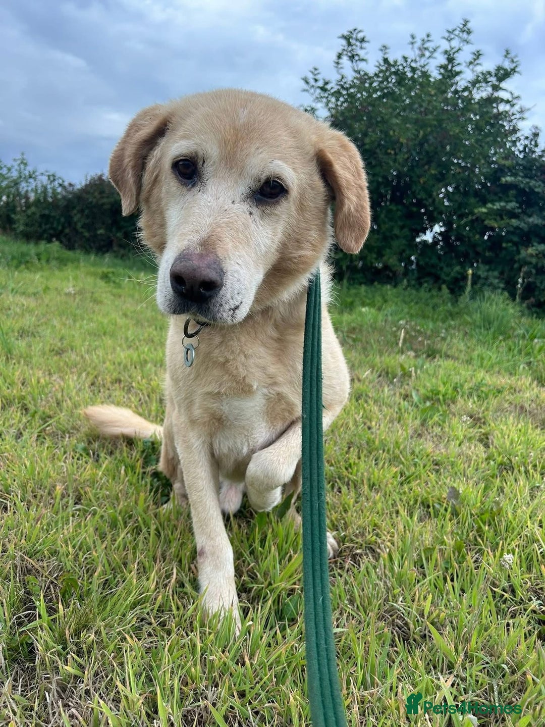 Labrador Retriever dogs for adoption: Rupert - Norwich Norfolk  - Image 5