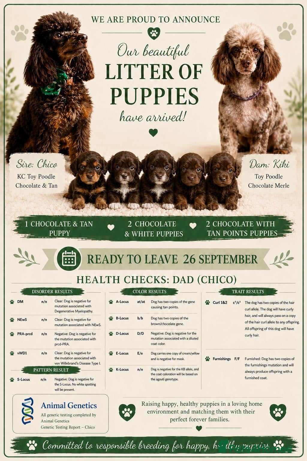 Toy Poodle dogs Chocolate Toy Poodle  - Advert 1