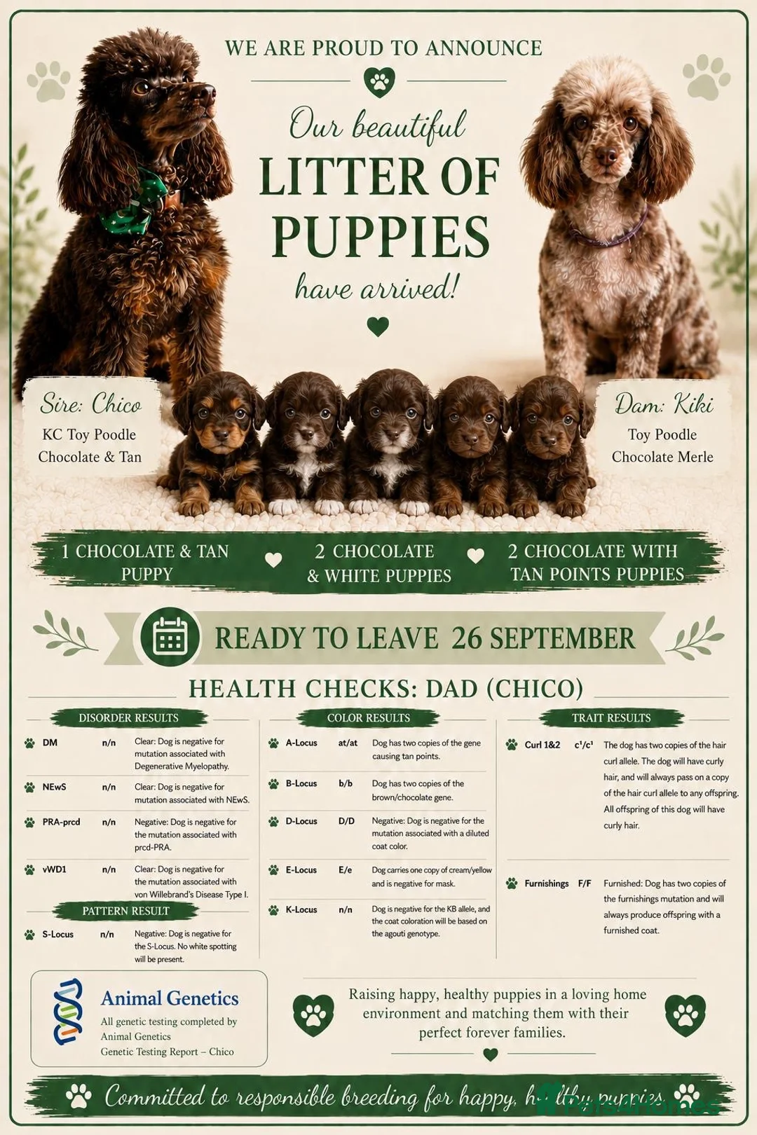 Toy Poodle dogs for sale: Chocolate Toy Poodle  - Advert 1