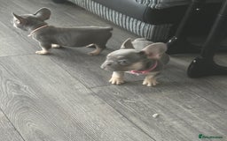 French Bulldog dogs for sale: French Bulldog Fur Babies  - Image 17